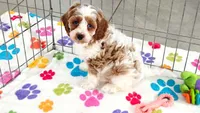 Buck, a male Cavapoo and Poodle - Toy  for sale in Tucson, AZ – 3 of 10