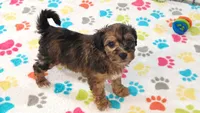 Rex, a male Havapoo for sale in Tucson, AZ – 5 of 10