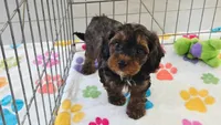 Alex, a male Cavapoo and Poodle - Toy  for sale in Tucson, AZ – 6 of 10