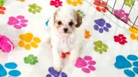 Harley, a female Cavapoo and Poodle - Toy  for sale in Tucson, AZ – 5 of 9