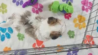 Bandit, a male Maltese and Papillon for sale in Tucson, AZ – 4 of 10