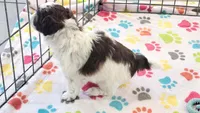 Ella, a female Shih Tzu and Poodle - Toy  for sale in Tucson, AZ – 3 of 10
