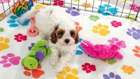 Jack, a male Cavapoo and Poodle - Toy  for sale in Tucson, AZ – 9 of 10