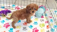 Layla, a female Cavapoo and Poodle - Toy  for sale in Tucson, AZ – 4 of 9
