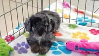 Willow, a female Cavapoo and Poodle - Toy  for sale in Tucson, AZ – 5 of 10