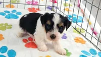 Bruno, a male Havashire for sale in Tucson, AZ – 10 of 10