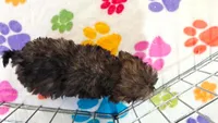 Ginger, a female Cavapoo and Poodle - Toy  for sale in Tucson, AZ – 9 of 10