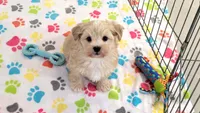 Albert, a male Havanese for sale in Tucson, AZ – 2 of 10
