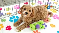 Dixie, a female Cavapoo and Poodle - Toy  for sale in Tucson, AZ – 2 of 9