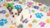 Dakota, a female Maltese and Papillon for sale in Tucson, AZ – 6 of 10