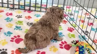 Duke, a male Shih Tzu and Poodle - Toy  for sale in Tucson, AZ – 8 of 9