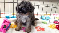 Layla, a female Cavapoo and Poodle - Toy  for sale in Tucson, AZ – 9 of 10