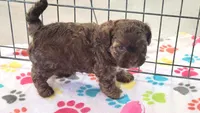 Charlie, a male Shih Tzu and Poodle - Toy  for sale in Tucson, AZ – 7 of 9