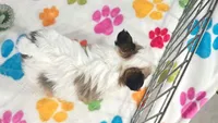 Dakota, a female Maltese and Papillon for sale in Tucson, AZ – 3 of 10