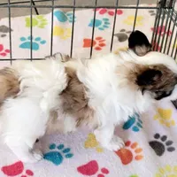 Damian, a male Maltese and Papillon for sale in Tucson, AZ – Photo 7 of 10