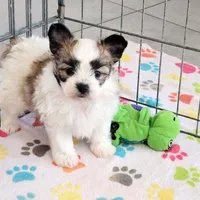 Damian, a male Maltese and Papillon for sale in Tucson, AZ – Photo 6 of 10