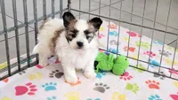 Damian, a male Maltese and Papillon for sale in Tucson, AZ – Photo 6 of 10