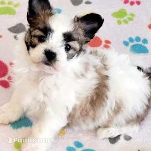 Damian, a male Maltese and Papillon for sale in Tucson, AZ – Photo 9 of 10