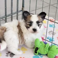 Damian, a male Maltese and Papillon for sale in Tucson, AZ – Photo 2 of 10