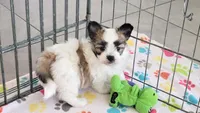Damian, a male Maltese and Papillon for sale in Tucson, AZ – Photo 2 of 10