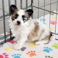 Damian, a male Maltese and Papillon for sale in Tucson, AZ – Photo 4 of 10