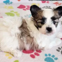 Damian, a male Maltese and Papillon for sale in Tucson, AZ – Photo 8 of 10