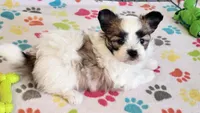Damian, a male Maltese and Papillon for sale in Tucson, AZ – Photo 8 of 10