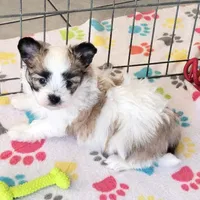 Damian, a male Maltese and Papillon for sale in Tucson, AZ – Photo 3 of 10