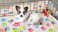 Damian, a male Maltese and Papillon for sale in Tucson, AZ – Photo 3 of 10