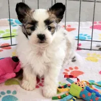 Damian, a male Maltese and Papillon for sale in Tucson, AZ – Photo 5 of 10