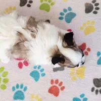 Damian, a male Maltese and Papillon for sale in Tucson, AZ – Photo 10 of 10