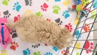 Albert, a male Havanese for sale in Tucson, AZ – 4 of 10