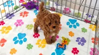 Chase, a male Cavapoo and Poodle - Toy  for sale in Tucson, AZ – 10 of 10