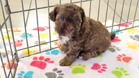 Charlie, a male Shih Tzu and Poodle - Toy  for sale in Tucson, AZ – 2 of 9