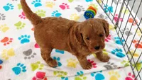 Otis, a male Cavapoo and Poodle - Miniature  for sale in Tucson, AZ – 2 of 10