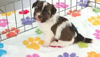 Tucker, a male Havashire for sale in Tucson, AZ – 4 of 10