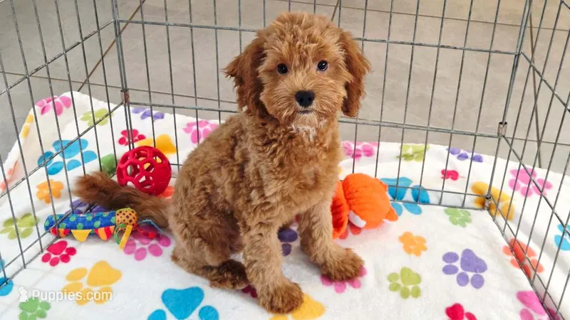 Otis – Cavapoo, Poodle - Miniature  puppy for sale in Tucson, AZ