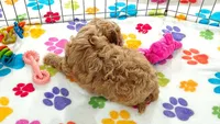 Dixie, a female Cavapoo and Poodle - Toy  for sale in Tucson, AZ – 3 of 9