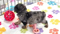 Rocky, a male Yorkshire Terrier and Poodle - Toy  for sale in Tucson, AZ – 8 of 10