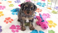 Rocky, a male Yorkshire Terrier and Poodle - Toy  for sale in Tucson, AZ – 9 of 10