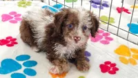 Leo, a male Cockapoo and Poodle - Toy  for sale in Tucson, AZ – 1 of 8