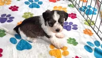 Jackson, a male Havashire for sale in Tucson, AZ – 6 of 10