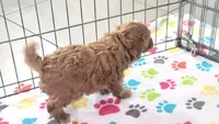 Bentley, a male Cavapoo for sale in Tucson, AZ – 8 of 10