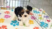 Sam, a male Yorkshire Terrier for sale in Tucson, AZ – 6 of 10