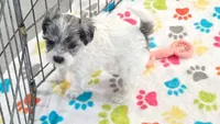 Sydney, a female Havapoo for sale in Tucson, AZ – 7 of 8