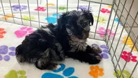 Connor, a male Yorkshire Terrier and Poodle - Toy  for sale in Tucson, AZ – 9 of 10