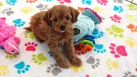 Dixie, a female Cavapoo for sale in Tucson, AZ – 7 of 10
