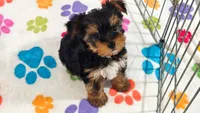 Luke, a male Yorkshire Terrier for sale in Tucson, AZ – 5 of 10