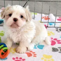 Holly, a female Shih Tzu for sale in Tucson, AZ – Photo 5 of 10