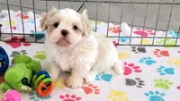 Holly, a female Shih Tzu for sale in Tucson, AZ – Photo 5 of 10